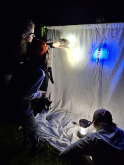 Moth studies Photo: Emily S. Rowe