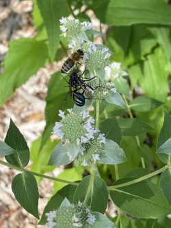 Pollinators on flowers Photo: Nancy Farwell