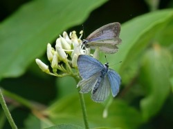 Azures Photo: Charlie Schwarz