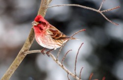 Purple finch Photo: Paul Shepard