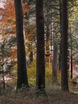 Autumn forest Photo: Charlie Schwarz