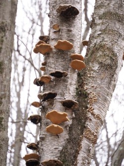 Birch polypore Photo: Charlie Schwarz