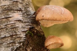 24_birch_polypores.jpg