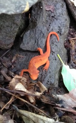 Spotted Newt Photo: Bonnie Honaberger