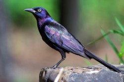 Grackle lovely plumage Photo: Tom Grett