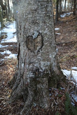 24_heart_in_bark.jpg