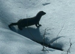 24_mink_on_bright_snow_sm.jpg
