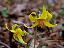 Troutlily Photo: Charlie Schwarz