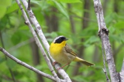 24_yellowthroat_may.jpg