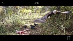 Wildlife camera Photo: Jeffrey Kiplinger