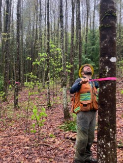 Timber stand improvement Photo: Hale Morrell