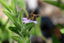 Bees on flowers Photo: Jack Saul
