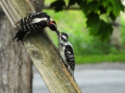 Feeding baby Photo: Marie Rainville