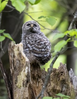Owl chick Photo: Jackie Robidoux