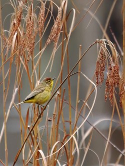 Palm warbler Photo: Charlie Schwarz