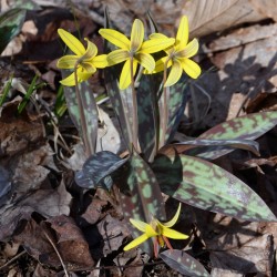 Trout Lily Photo: AM Dannis