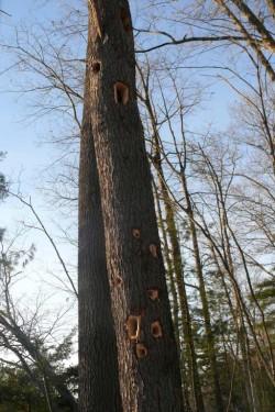 Woodpecker tree Photo: Stephen Fox