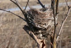 Winter nest Photo: Stephen Fox