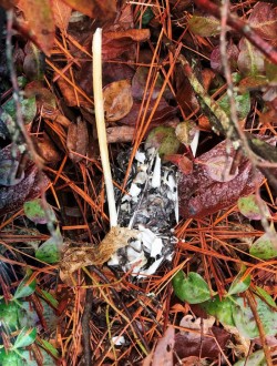 Owl pellet Photo: Jackie Robidoux