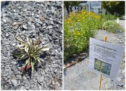 Pussytoes Photo: Emily S. Rowe