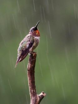 Ruby throated hummingbird Photo: Charlie Schwarz