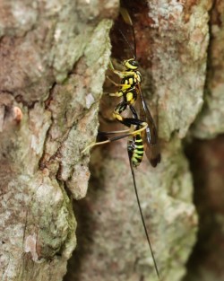 Parasitoid wasp Photo: Christine Young