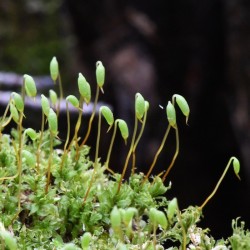 Polytrichium Moss Photo: AM Dannis