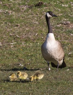 26_april_goose_mother.jpg