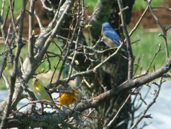 Backyard Birds Photo: Scotty Gladstone