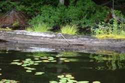 Log growth Photo: John Blaser