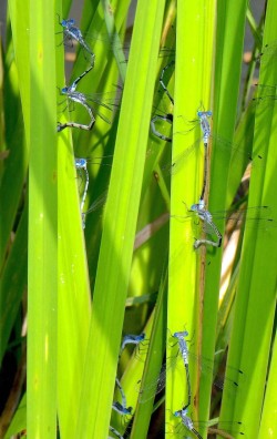 Damsel flies Photo: Frank Kaczmarek