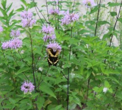 swallowtail Photo: Brenton L. Johnson