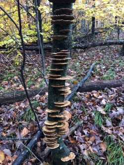 Mushrooms Photo: Bonna Wieler
