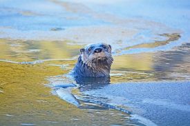26_otter_at_seyon.jpg thumbnail