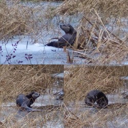 26_otter_collage_w.jpg