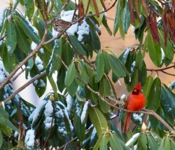Cardinals Photo: Ross Lanius