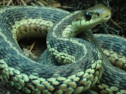 Garter snake Photo: Conrad Georgian