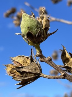 Magnolia pods Photo: Lynette Reep