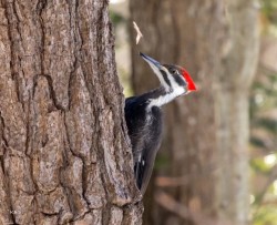 Woodpecker Photo: Karen Suhrhoff