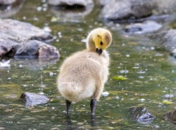 Sweet gosling Photo: Karen Suhrhoff
