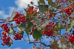 Fruiting hawthorne Photo: Judy Sweet