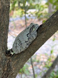 Tree frog Photo: Nancy Farwell