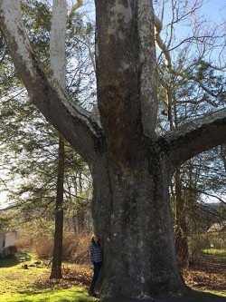 27_biggest_tree_ne.jpg
