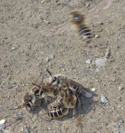 Bees Photo: Frank Kaczmarek