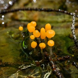 Swamp beacons Photo: Sandy Miklas Dannis
