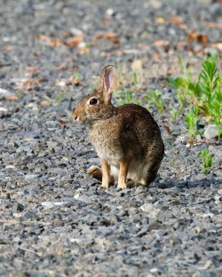 Rabbit Photo: Ross Lanius
