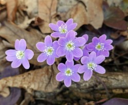 Purple hepatica Photo: Sheri Larsen