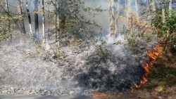 Wildlife Photo: Stephen J. Poklemba