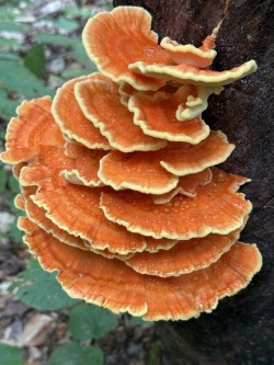 Chicken of the woods Photo: Larry Rush