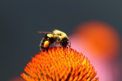 Bee on coneflower Photo: Jack Saul